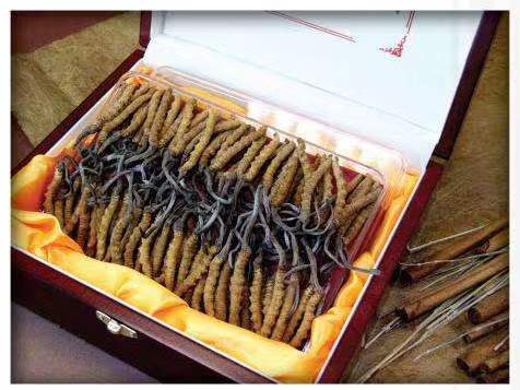 让胡路冬虫夏草回收